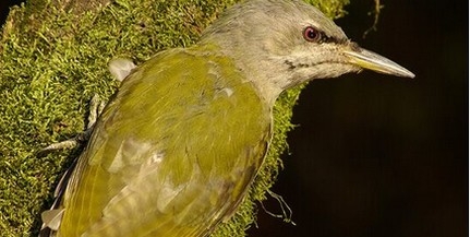 Hangosak a baranyai erdők a visszatérő madaraktól