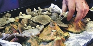 Jól begombázna? Irány a Hajnóczy utcai piac!