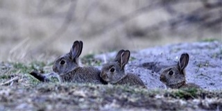 Ilyen lesz az idő vasárnap: nagyon tavasz akar lenni Ilyen lesz az idő vasárnap: nagyon tavasz akar lenni