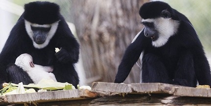 Hófehér majomkölyköt is megnézhetünk a szombattól látogatható pécsi állatkertben