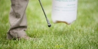 Hétfőtől pusztítják a gyomnövényeket Pécsett