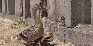 Íme a kacsafamília, akik leállították a pesti metrót - Videó! Íme a kacsafamília, akik leállították a pesti metrót - Videó!