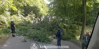 Kidőlt fa zárta el az utat Orfű és Pécs között Kidőlt fa zárta el az utat Orfű és Pécs között