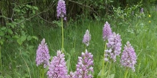 Csodálatosan virágoznak az orchideák a Dráva mentén Csodálatosan virágoznak az orchideák a Dráva mentén