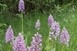 Csodálatosan virágoznak az orchideák a Dráva mentén Csodálatosan virágoznak az orchideák a Dráva mentén