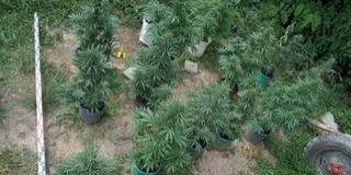 Marihuána-ültetvényt számoltak fel a rendőrök Baranyában