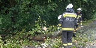 Baranyában is fákat döntött a szél, iskola udvarára dőlt egy kettéhasadt fenyő Baranyában is fákat döntött a szél, iskola udvarára dőlt egy kettéhasadt fenyő