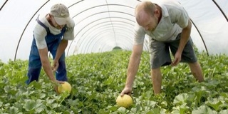 Már magyar sárgadinnyét is vehetünk a boltokban és a piacokon Már magyar sárgadinnyét is vehetünk a boltokban és a piacokon