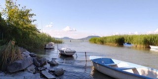 Tömegesen jelentek meg a kékalgák a Balatonban Tömegesen jelentek meg a kékalgák a Balatonban
