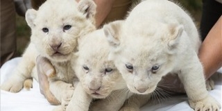 Három fehér oroszlán született a Nyíregyházi Állatparkban