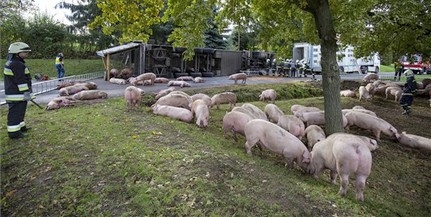 Sertéseket szállító kamion szenvedett balesetet Sertéseket szállító kamion szenvedett balesetet