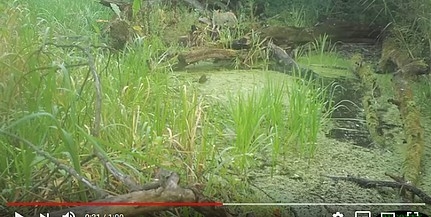 Vadmacskát rögzített a nemzeti park kamerája - Videó