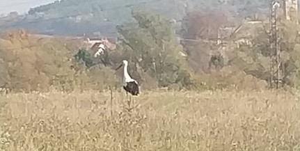 Nálunk maradt: gólyát fotózott olvasónk Pécs-Somogyban Nálunk maradt: gólyát fotózott olvasónk Pécs-Somogyban