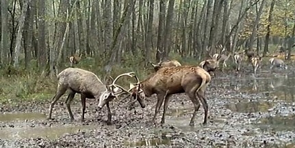 Így mérte össze az erejét két fiatal szarvasbika egy baranyai erdőszélen - Videó! Így mérte össze az erejét két fiatal szarvasbika egy baranyai erdőszélen - Videó!