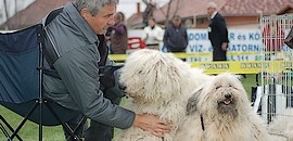 Országos kutyakiállítás Dombóváron