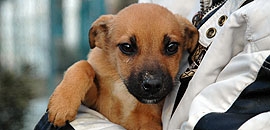 Komolytalanok kíméljenek!