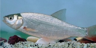 A jászkeszeget választották az év halának