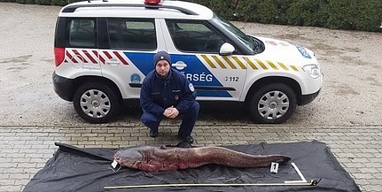 Óriási harcsa akadt horogra, a rendőröké lett a zsákmány Óriási harcsa akadt horogra, a rendőröké lett a zsákmány