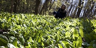 Enyhe volt a tél, idén már február végén elkezdődhet a medvehagyma szezon