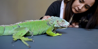 Zöld leguánt mentettek a baranyai állatvédők - Meglepődött a tulaj, hogy túl nagyra nőtt