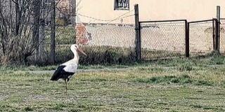 Megérkeztek Baranyába az első gólyák - Most már tényleg jönnie kell a tavasznak Megérkeztek Baranyába az első gólyák - Most már tényleg jönnie kell a tavasznak