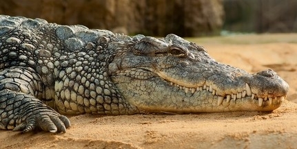 Krokodil nyelt le egy nyolcéves kisfiút Indonéziában