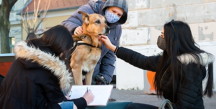 Végre a pécsi belvárosban is kialakíthatnak kutyafuttatót – Aláírásgyűjtés indult