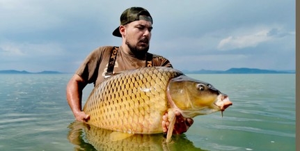 Hatalmas ponty akadt horogra a Balaton déli partján Hatalmas ponty akadt horogra a Balaton déli partján