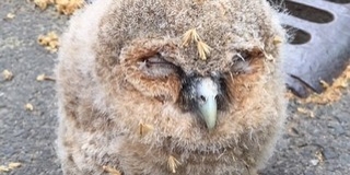Cuki bagolyfiókát mentettek Pécsett, a NAV egyik baranyai munkatársa is segített Cuki bagolyfiókát mentettek Pécsett, a NAV egyik baranyai munkatársa is segített