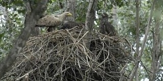 Jóval kevesebb sasfióka repült ki idén a baranyai fészkekből, mint egy éve Jóval kevesebb sasfióka repült ki idén a baranyai fészkekből, mint egy éve