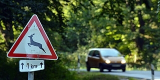Itt az őznász, legyünk óvatosak az utakon Itt az őznász, legyünk óvatosak az utakon
