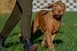 Magyar vizsla fajtabemutatót rendeztek a világkiállításon Magyar vizsla fajtabemutatót rendeztek a világkiállításon