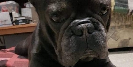 Zéró vagyok, pécsi francia bulldog, és gazdit keresek! Zéró vagyok, pécsi francia bulldog, és gazdit keresek!