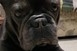 Zéró vagyok, pécsi francia bulldog, és gazdit keresek! Zéró vagyok, pécsi francia bulldog, és gazdit keresek!