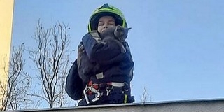 Három emeletet zuhant egy cica Pécsett, túlélte Három emeletet zuhant egy cica Pécsett, túlélte