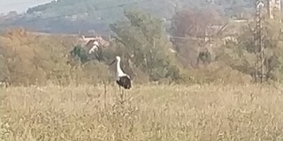 Az áttelelő fehér gólyák nem szorulnak emberi segítségre Az áttelelő fehér gólyák nem szorulnak emberi segítségre