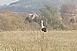 Az áttelelő fehér gólyák nem szorulnak emberi segítségre
