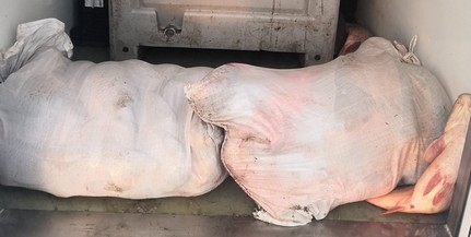 Zsákokban szállított fél tonna halat egy sofőr az M6-oson