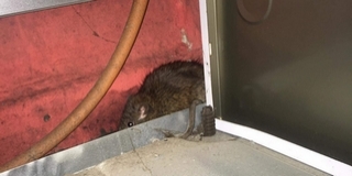 Patkányinvázió Petőfi-aknán! Elszaporodtak a rágcsálók az egyik utcában