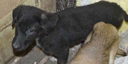 Halálra éheztette kiskutyáját egy pécsi nő - Kínjában szivacsot evett a szerencsétlen állat Halálra éheztette kiskutyáját egy pécsi nő - Kínjában szivacsot evett a szerencsétlen állat