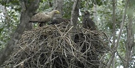 Három évtizede csaknem eltűntek, mára visszafoglalták Baranyát a rétisasok Három évtizede csaknem eltűntek, mára visszafoglalták Baranyát a rétisasok