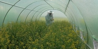 Egyedülálló kísérletet végeztek Baranyában a méhpusztulások megelőzése érdekében
