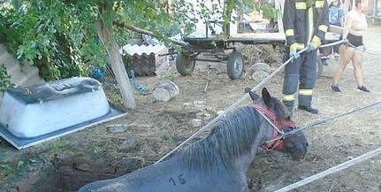 Vízzel teli gödörből menekítettek ki egy lovat a tűzoltók Vízzel teli gödörből menekítettek ki egy lovat a tűzoltók