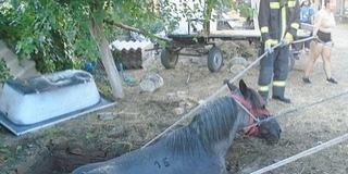 Vízzel teli gödörből menekítettek ki egy lovat a tűzoltók Vízzel teli gödörből menekítettek ki egy lovat a tűzoltók