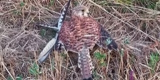 Bajba jutott vércsén, kismacskán is segítettek az önkéntesek, darazsak miatt is hívják őket Bajba jutott vércsén, kismacskán is segítettek az önkéntesek, darazsak miatt is hívják őket