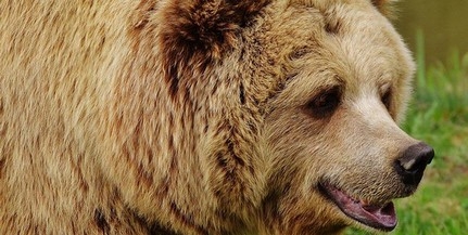 A pécsi zoo megnyitása okozhatta a mohácsi állatkert vesztét - De az is lehet, hogy egy medve