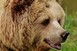 A pécsi zoo megnyitása okozhatta a mohácsi állatkert vesztét - De az is lehet, hogy egy medve