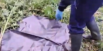 A nyomozók szüretelték le a termést egy pécsi kenderültetvényen - Videó!