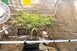 Kannabiszt nevelgetett a felsőszentmártoni kertész