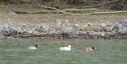 Különös színű tőkés récét fotóztak le Dunafalván